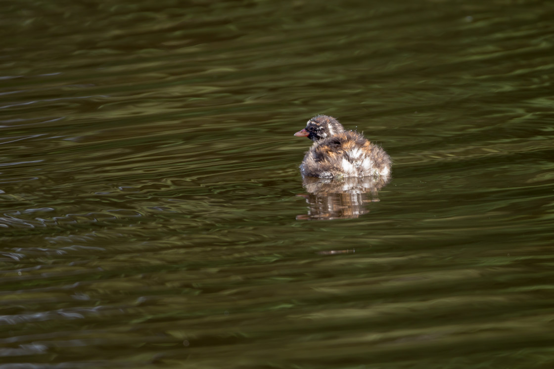 "Little Grebe Chick" stock image