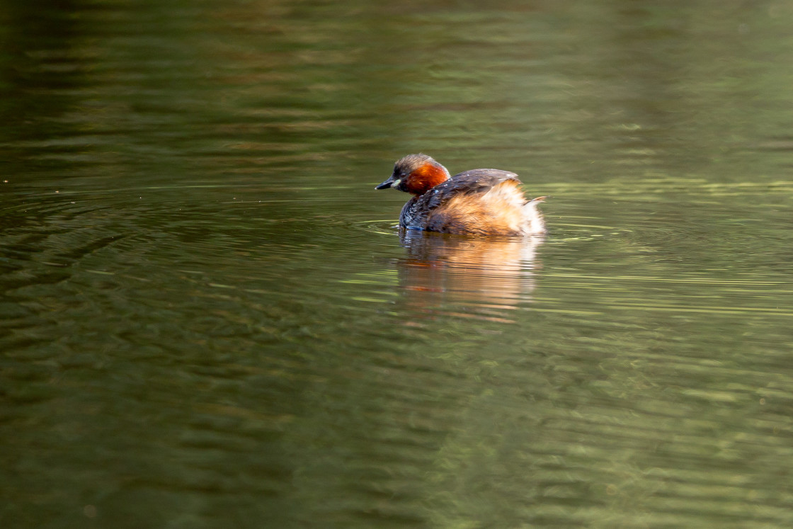 "Little Grebe" stock image