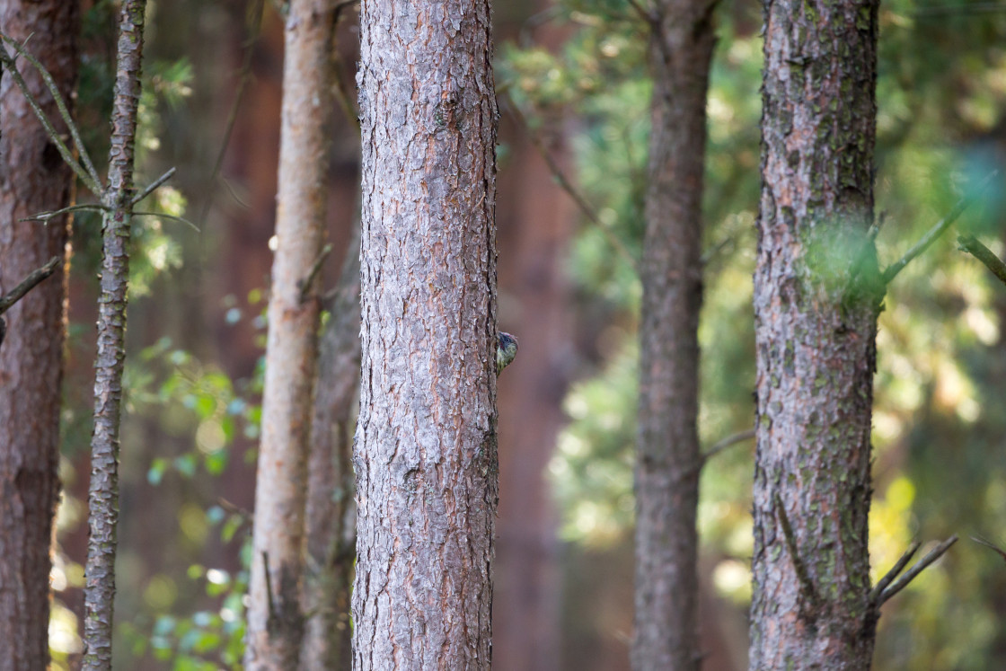 "Green Woodpecker" stock image