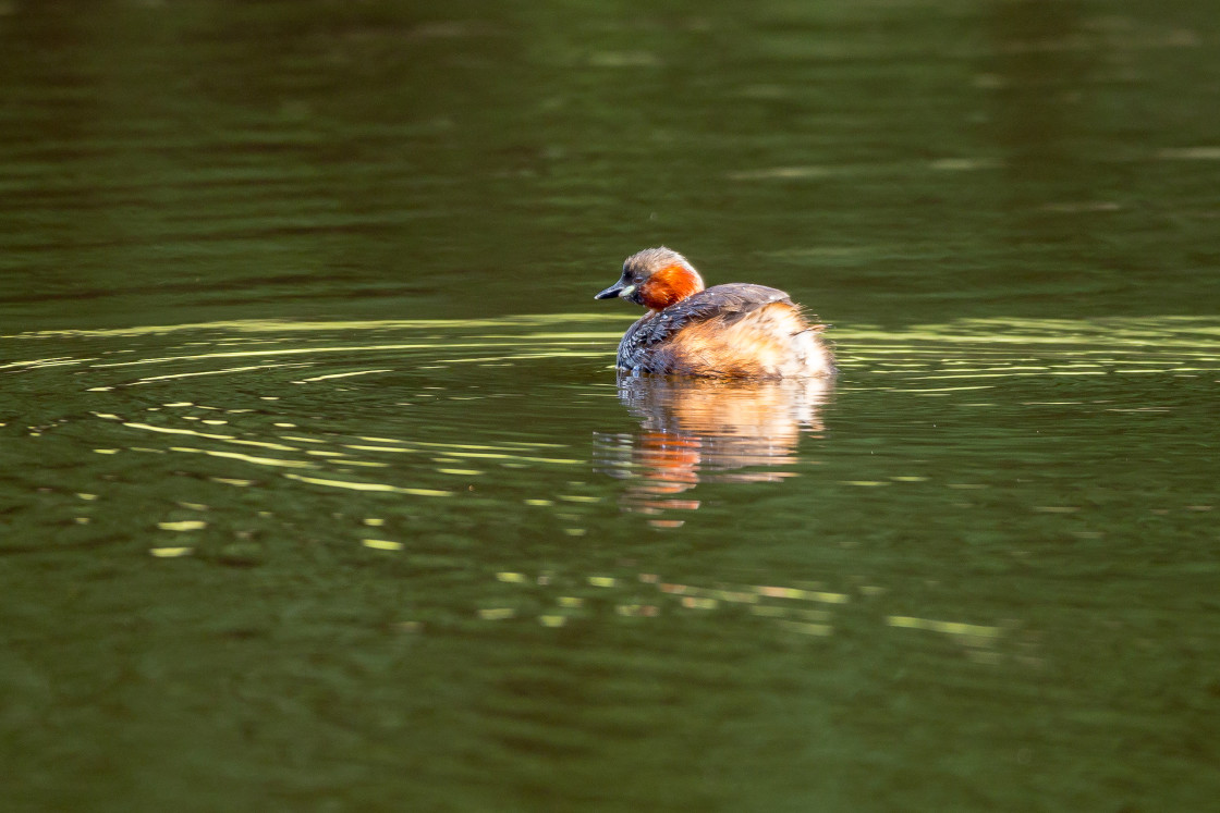 "Little Grebe" by Gordon England - $12.63 "Little Grebe" stock image