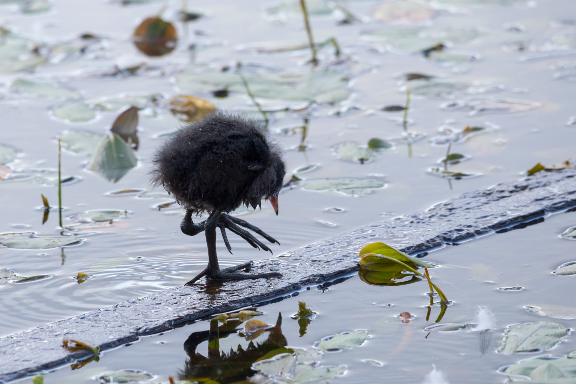 "Moorhen Juvenile Bird" stock image