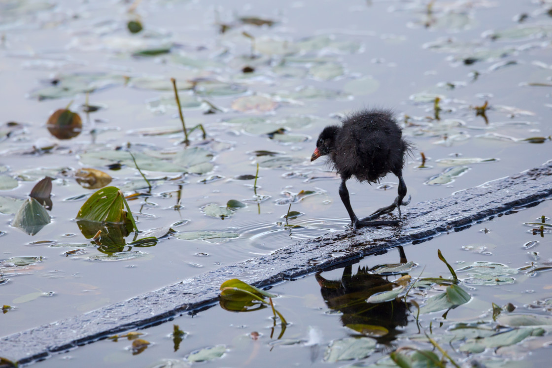 "Moorhen Juvenile Bird" stock image