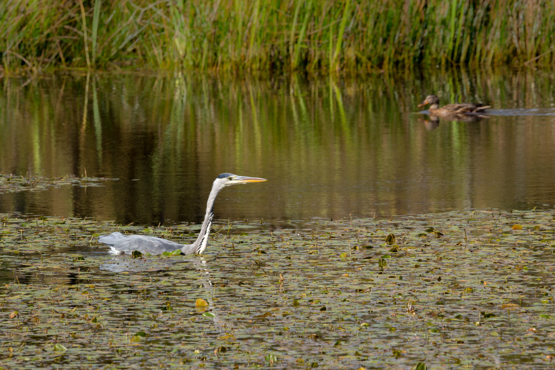 "Grey Heron Swimming" stock image