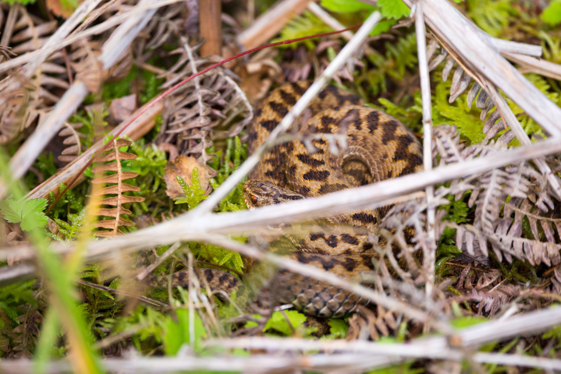 "Adder Snake" by Gordon England - £10.00 "Adder Snake" stock image