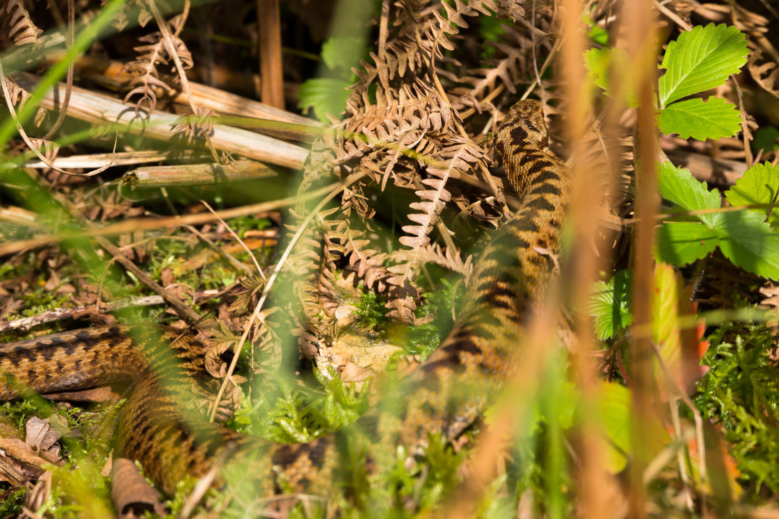 "Adder Snake" stock image