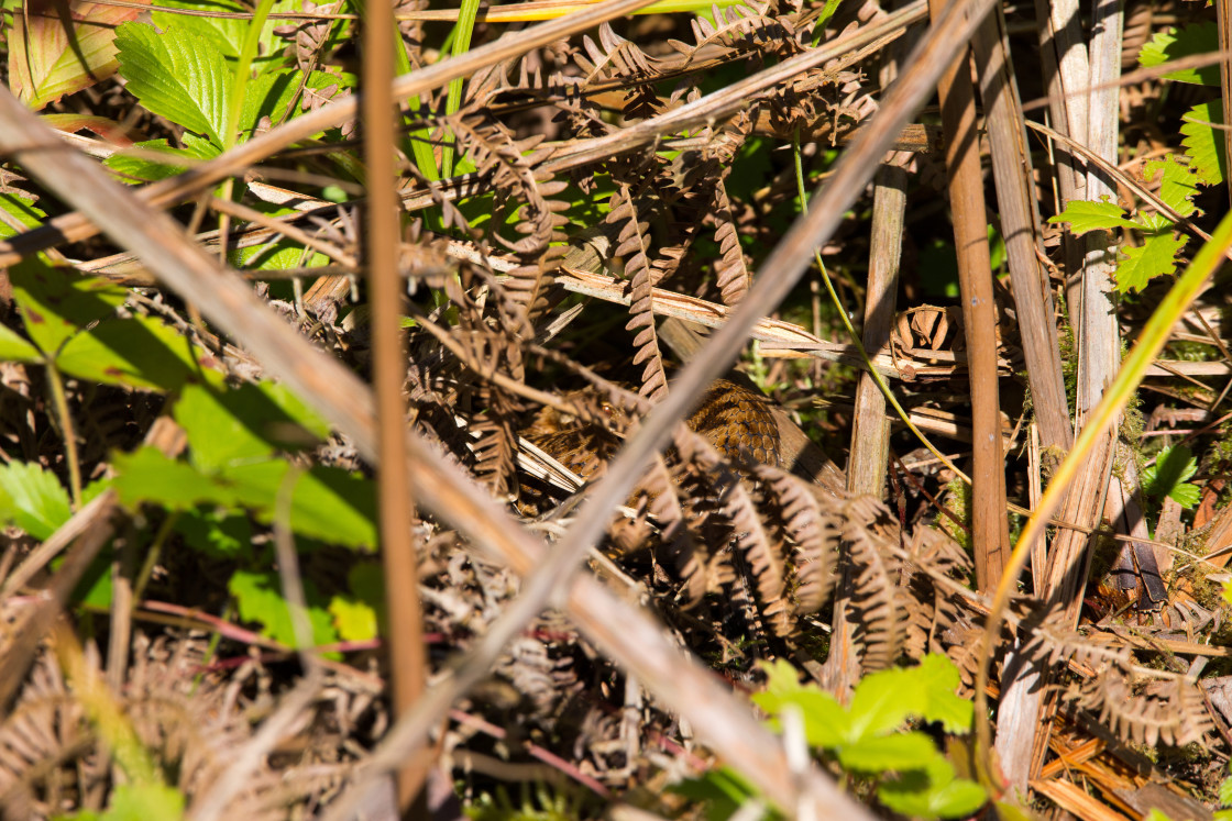 "Hidden Adder" by Gordon England - $12.56 "Hidden Adder" stock image