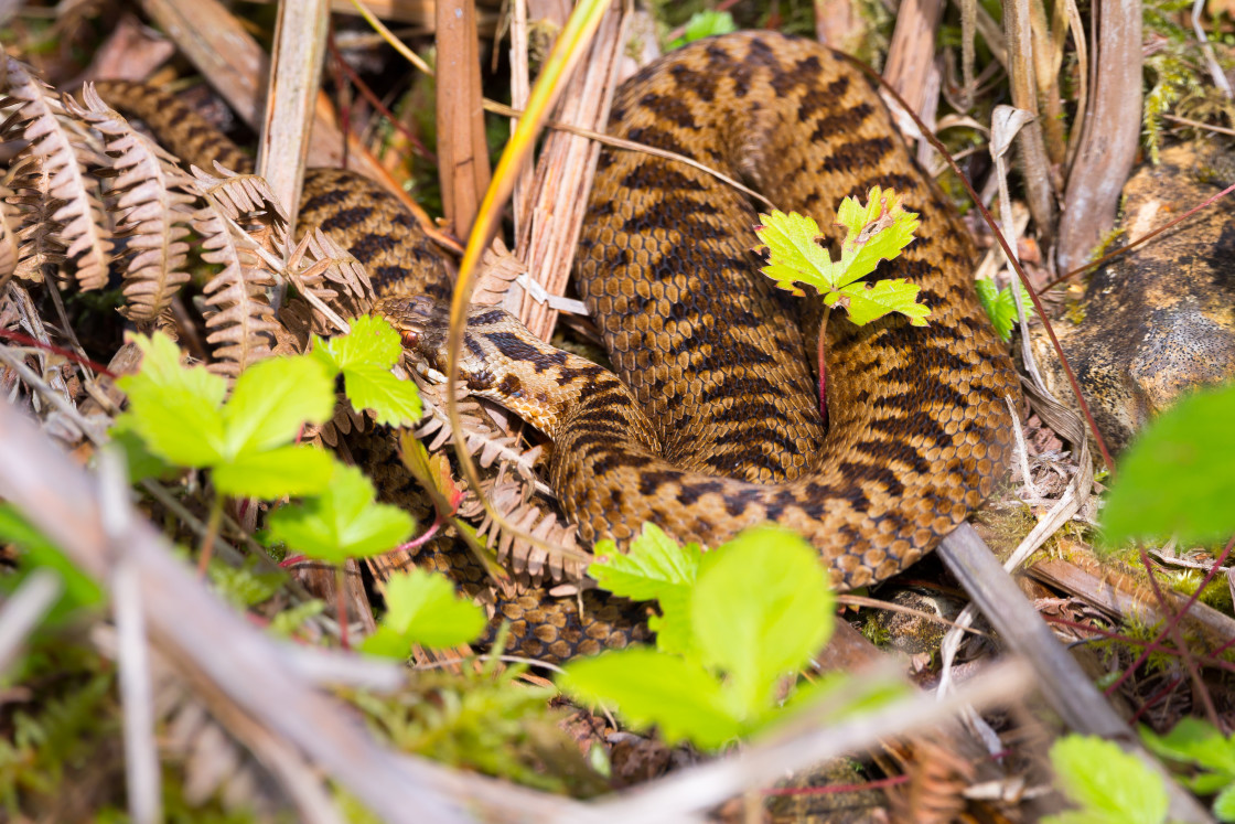 "Adder Snake" stock image