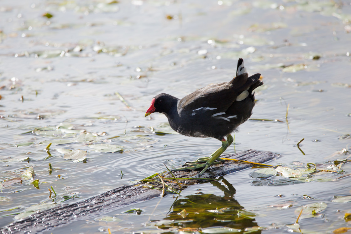 "Moorhen" stock image