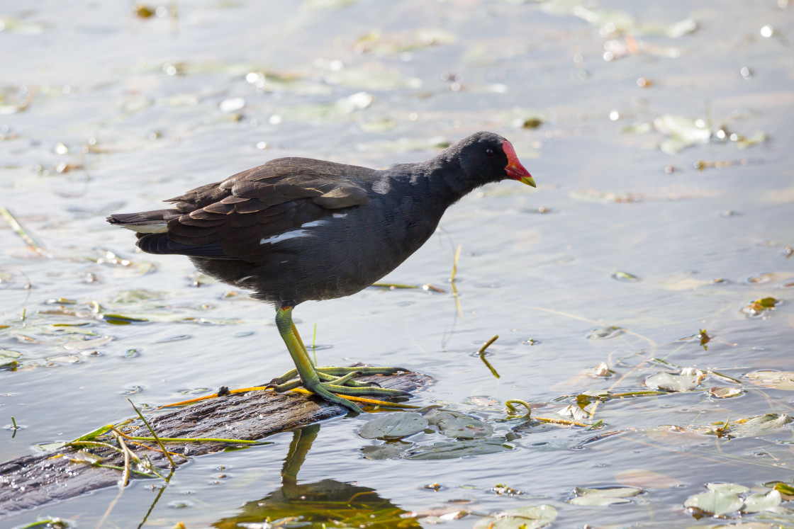 "Moorhen" stock image