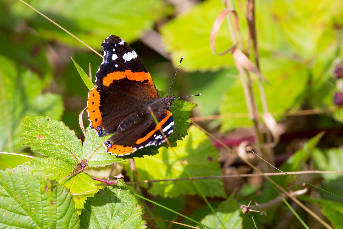 "Red Admiral Butterfly" stock image