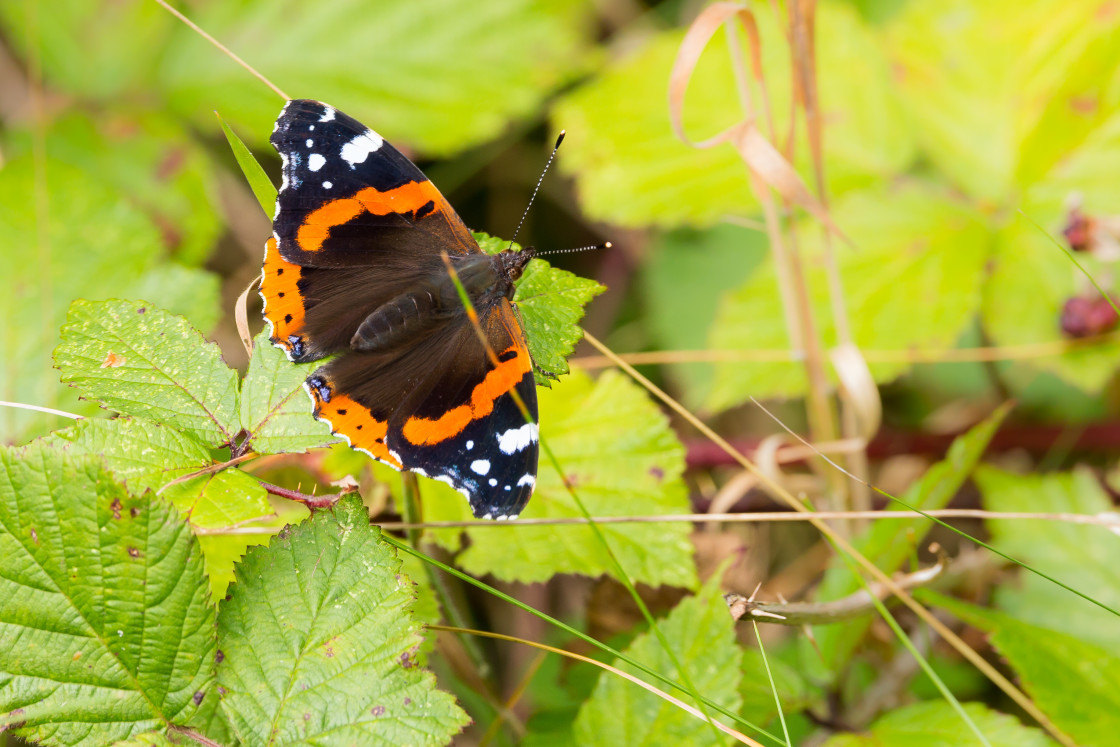 "Red Admiral Butterfly" by Gordon England - $12.55 "Red Admiral Butterfly" stock image