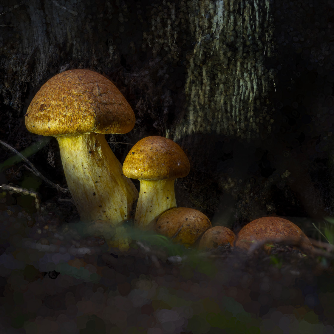 "Fungi#6" stock image