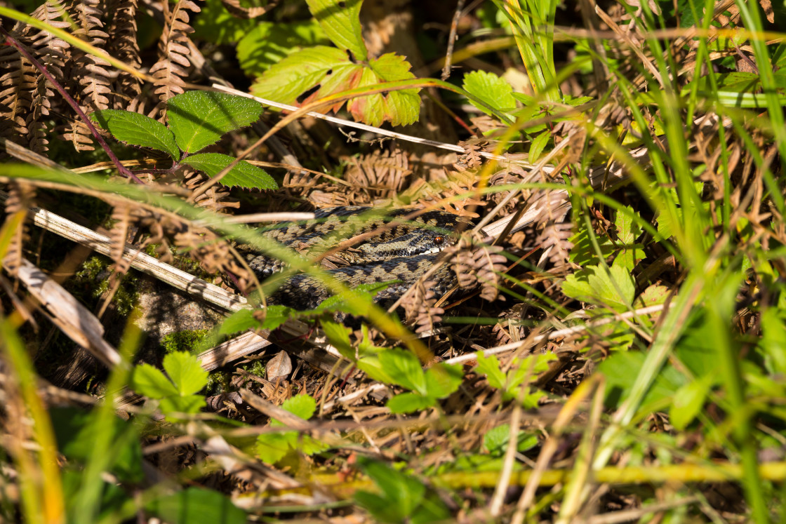 "Male Adder" by Gordon England - $12.56 "Male Adder" stock image