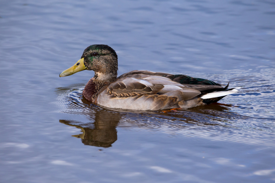 "Juvenile Mallard Drake" stock image