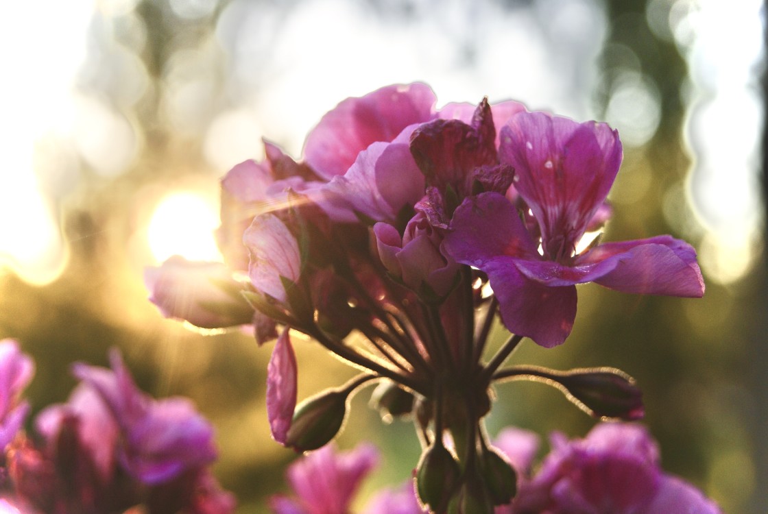 "Little pink sunset" stock image