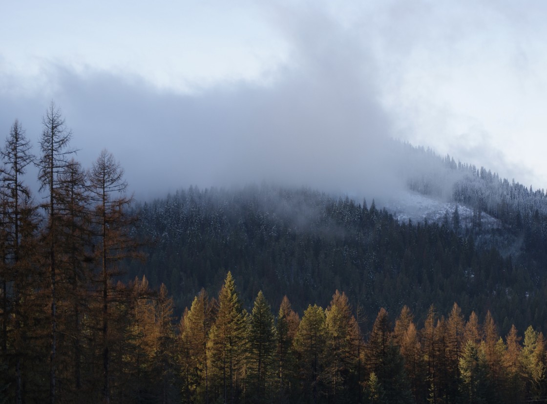 "Tamaracks" stock image