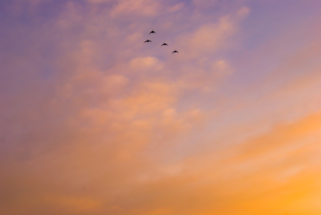 "Peachy Birds" stock image