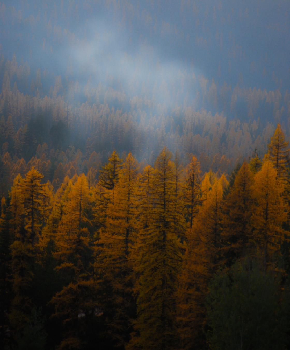 "Foggy Tamaracks" stock image