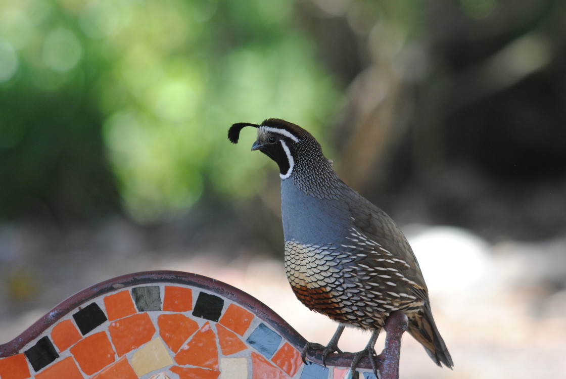 "The Quail Tail" by Noah - $12.20 "The Quail Tail" stock image