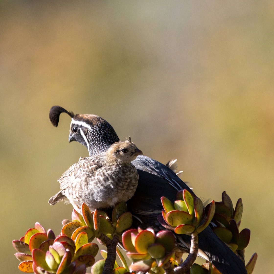 "Young Quail with Parent" by Noah - $12.20 "Young Quail with Parent" stock image