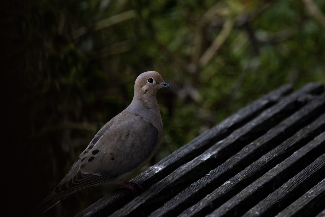 "The AM Morning Dove" by Noah - $12.20 "The AM Morning Dove" stock image