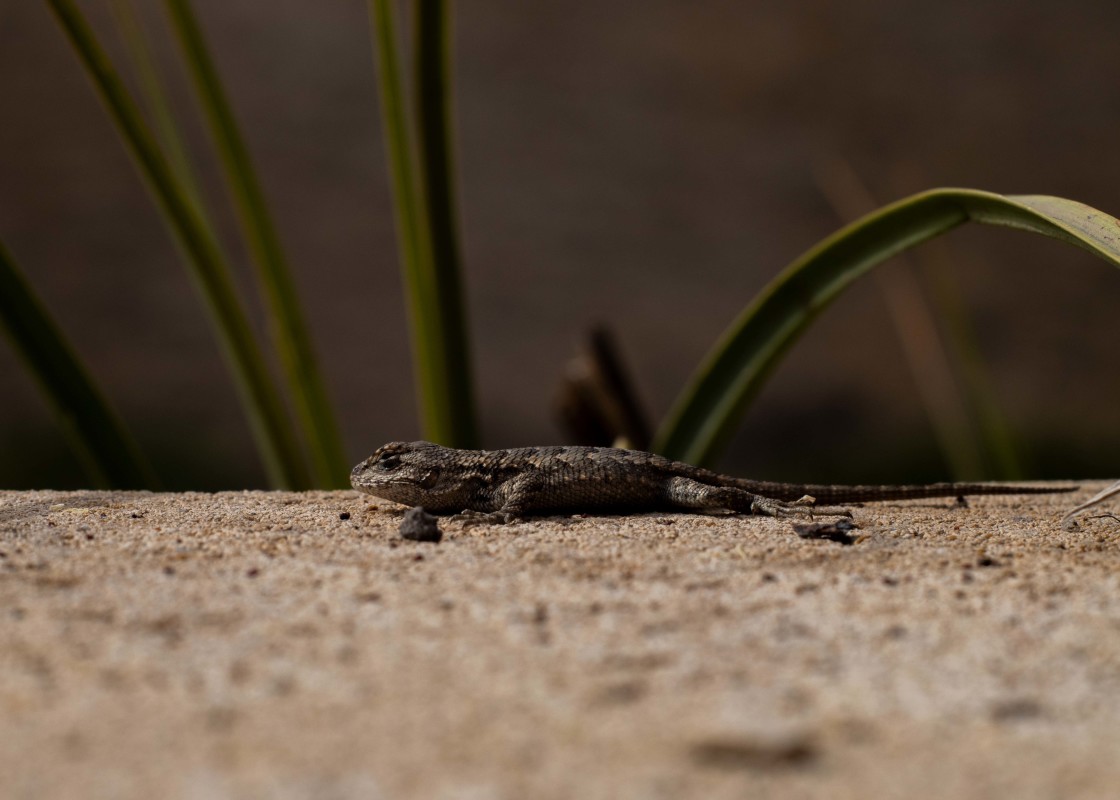 "Juvenile Western Fence Lizard" by Noah - $6.71 "Juvenile Western Fence Lizard" stock image