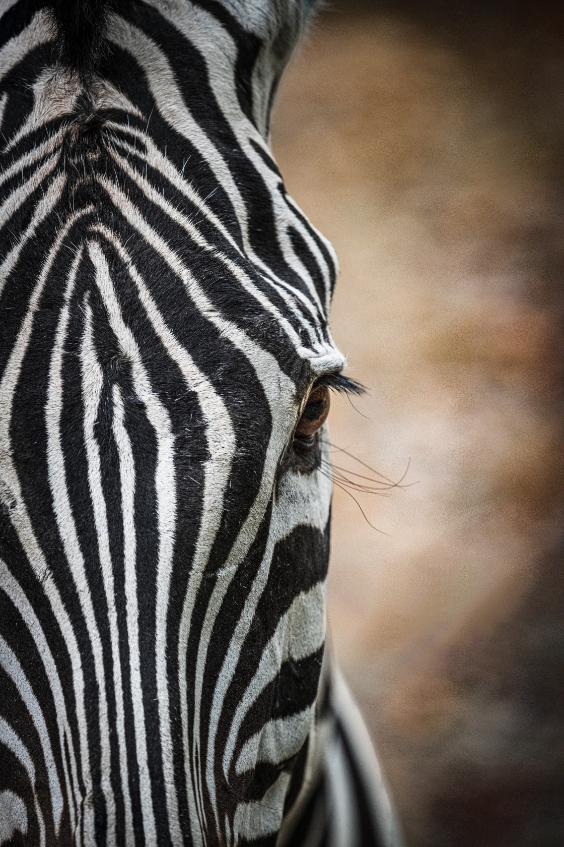 "Zebra" stock image