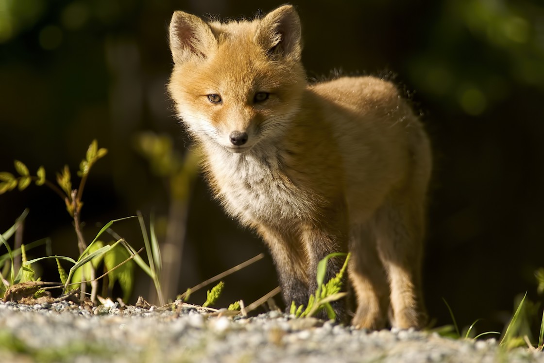 "Attentive Baby Fox" stock image