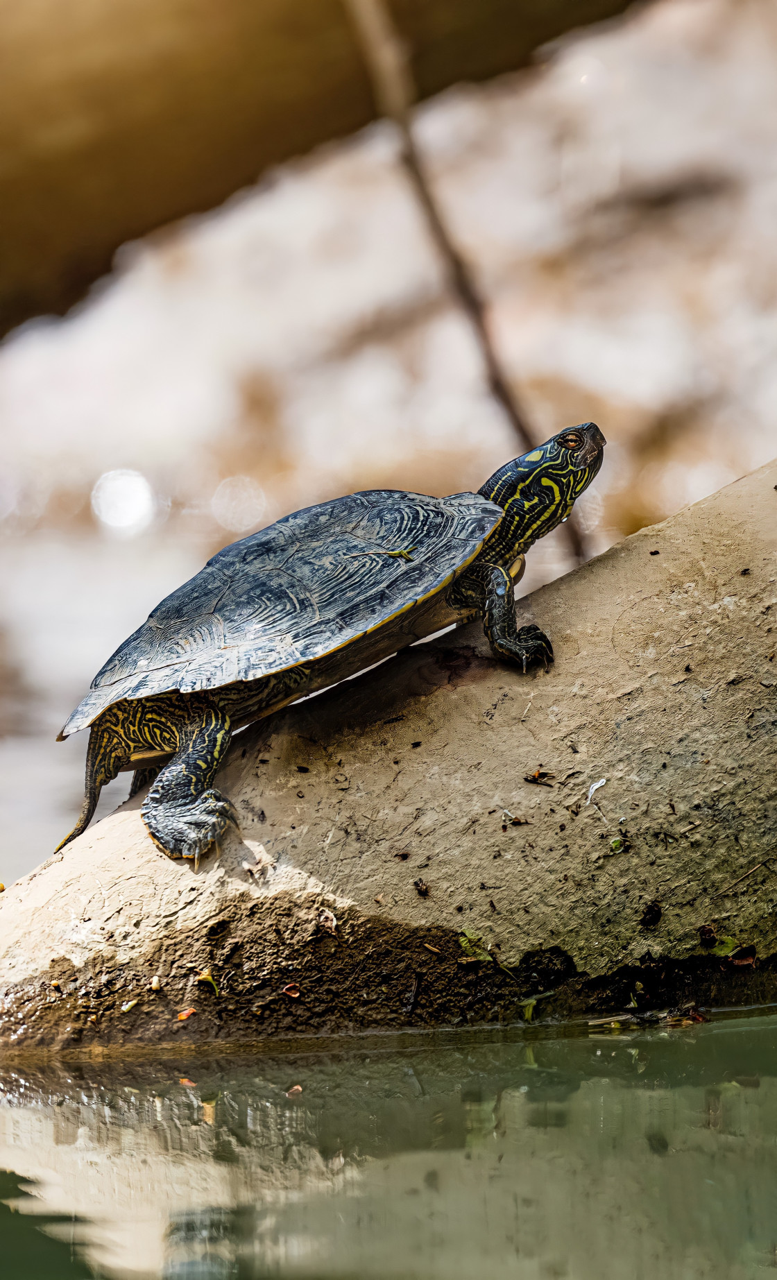 "Slider turtle" stock image