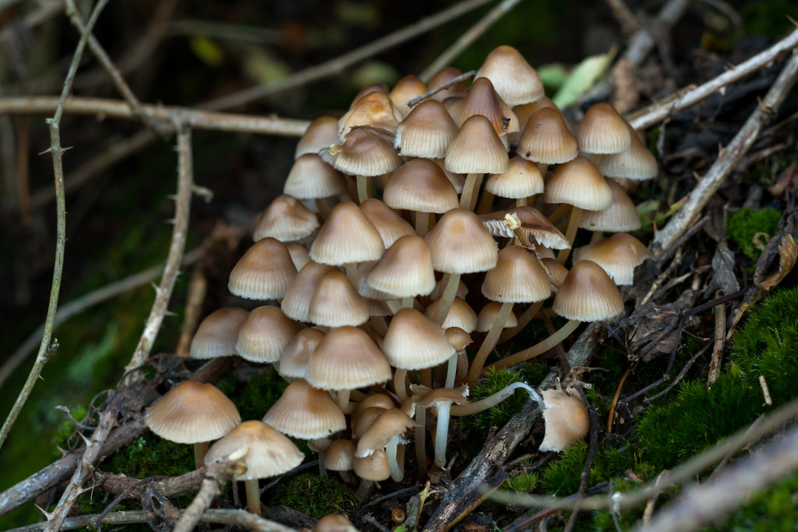 "Common Bonnet Mushroom" stock image