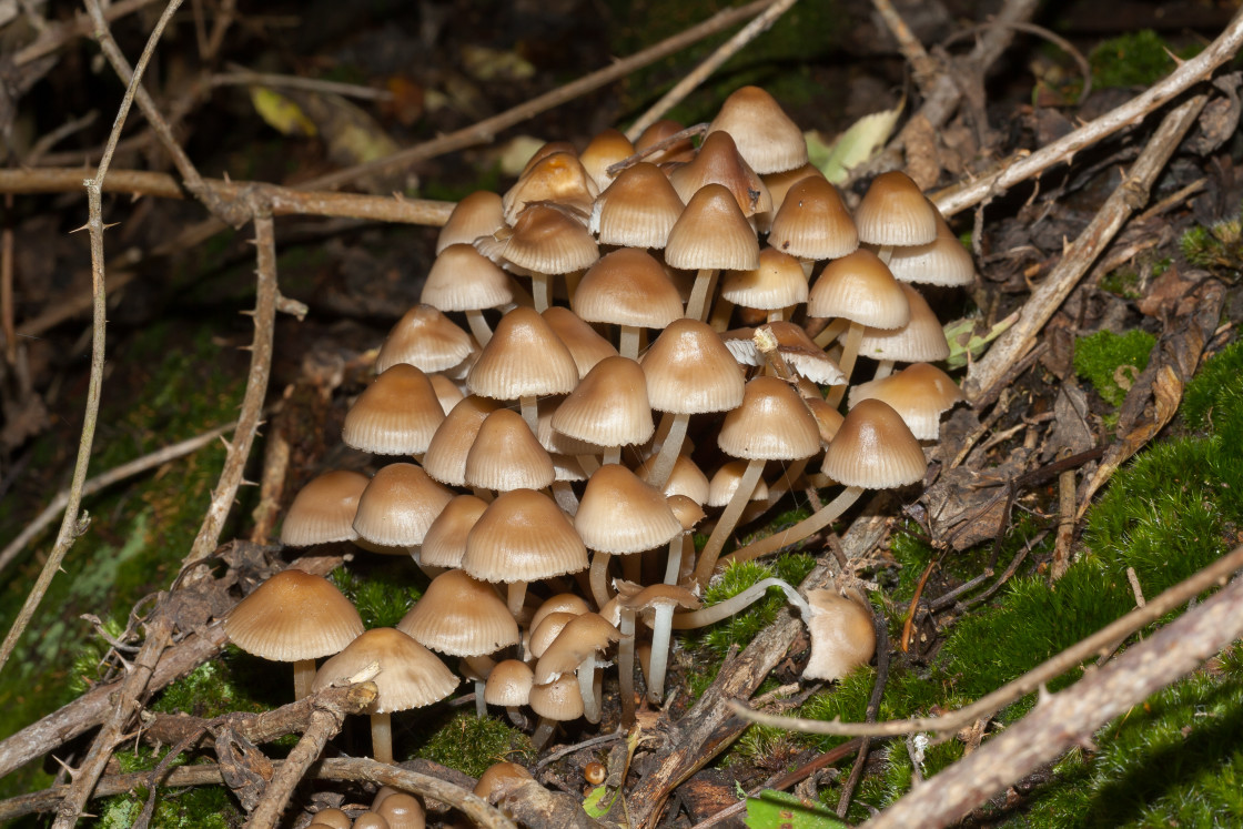 "Common Bonnet Mushroom" stock image