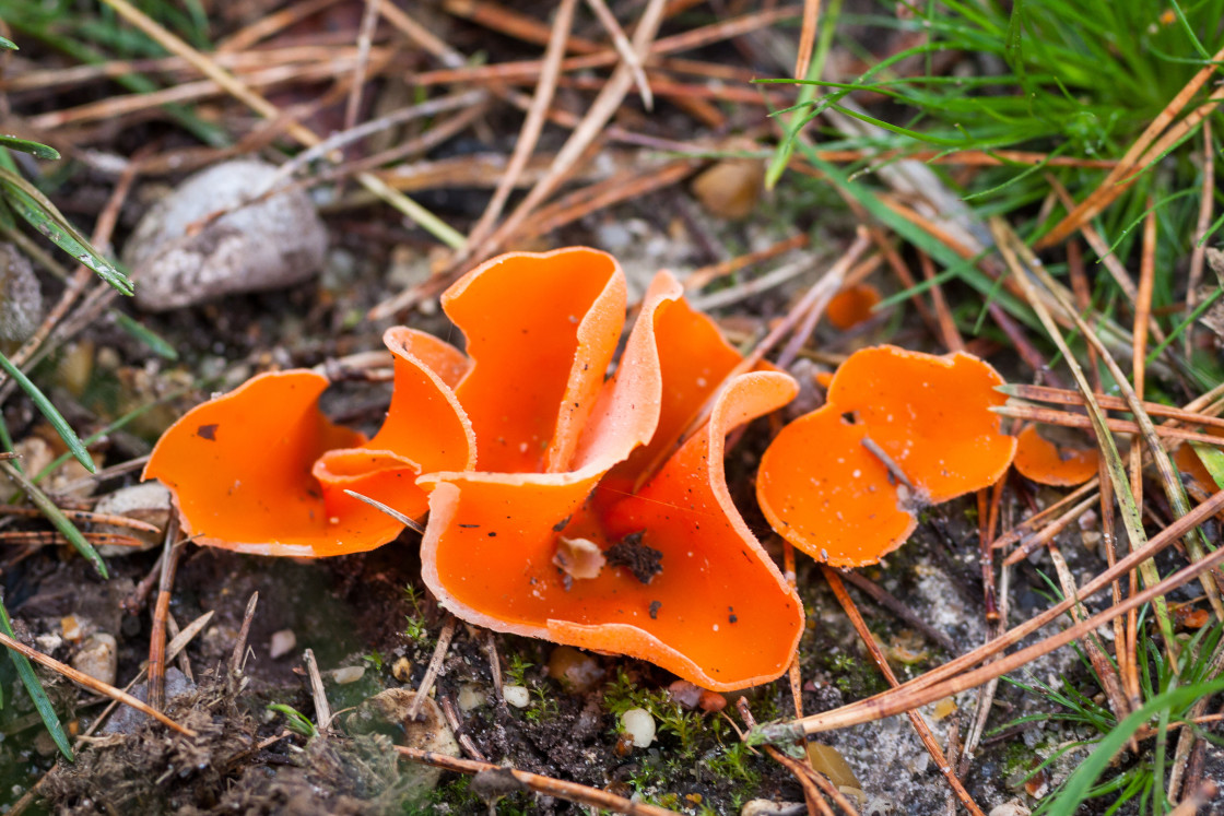 "Orange Peel Fungus" stock image