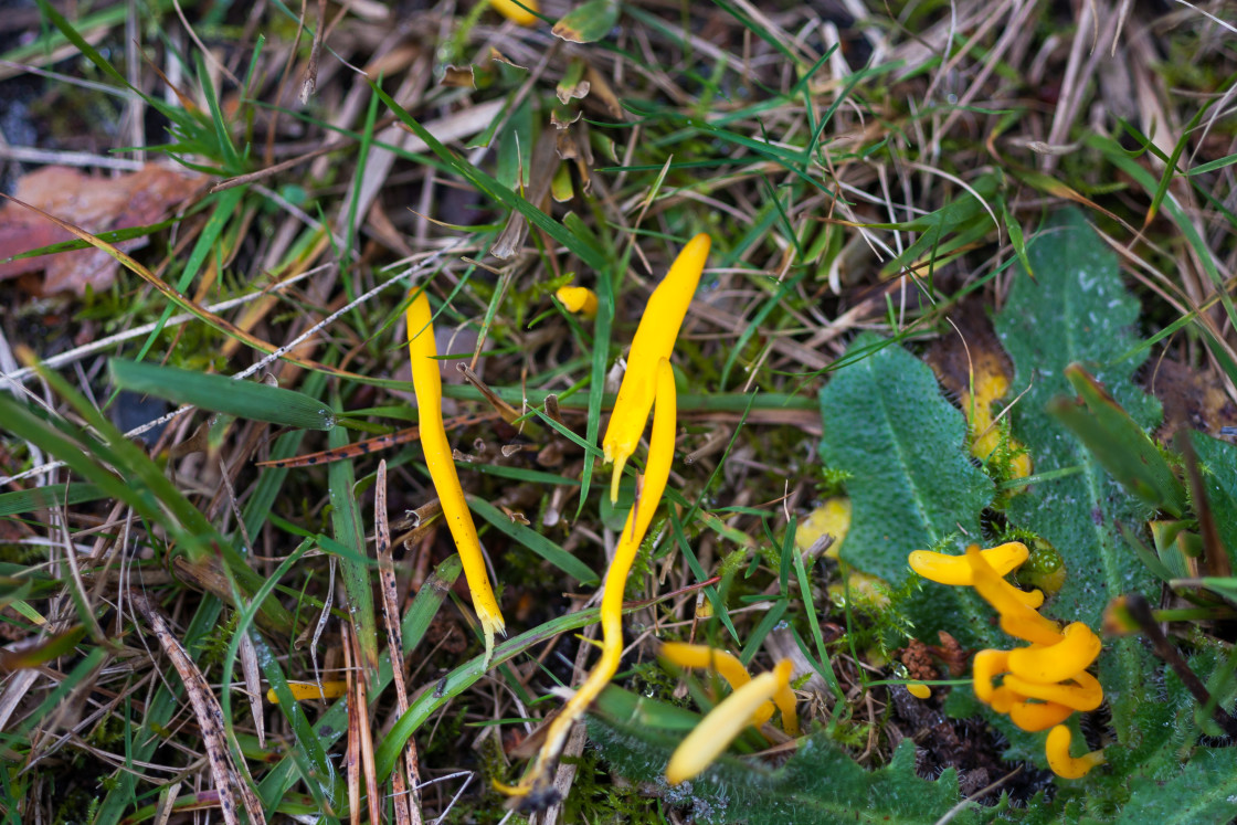 "Apricot Club Fungus" stock image