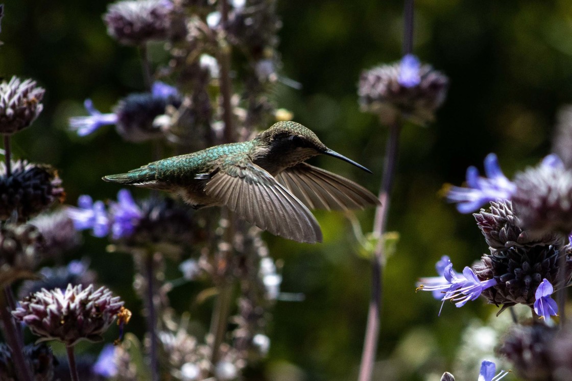 "Humming Bird 2.0" by Noah - $12.20 "Humming Bird 2.0" stock image