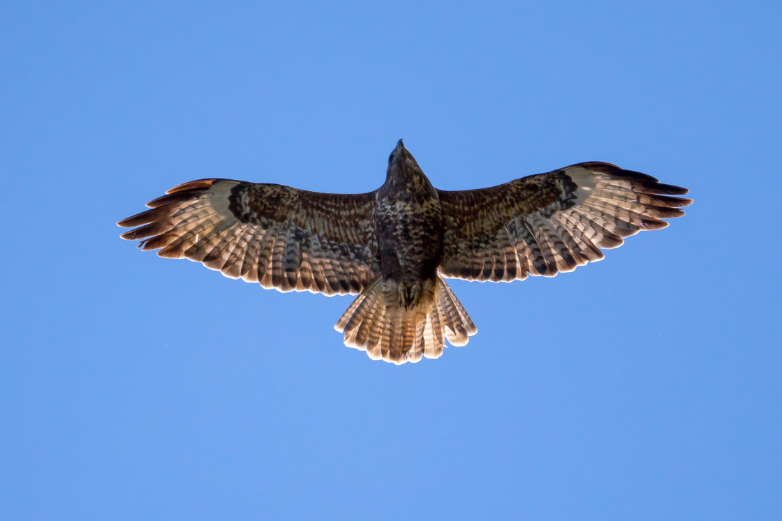 "Buzzard in Flight" stock image