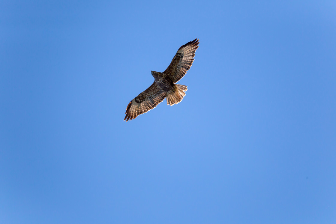 "Buzzard in Flight" stock image