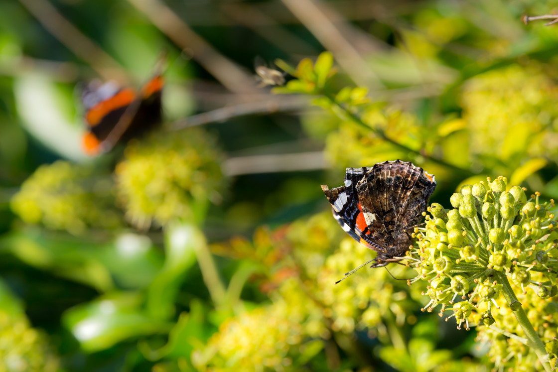 "Red Admiral on Ivy" by Gordon England - $12.65 "Red Admiral on Ivy" stock image