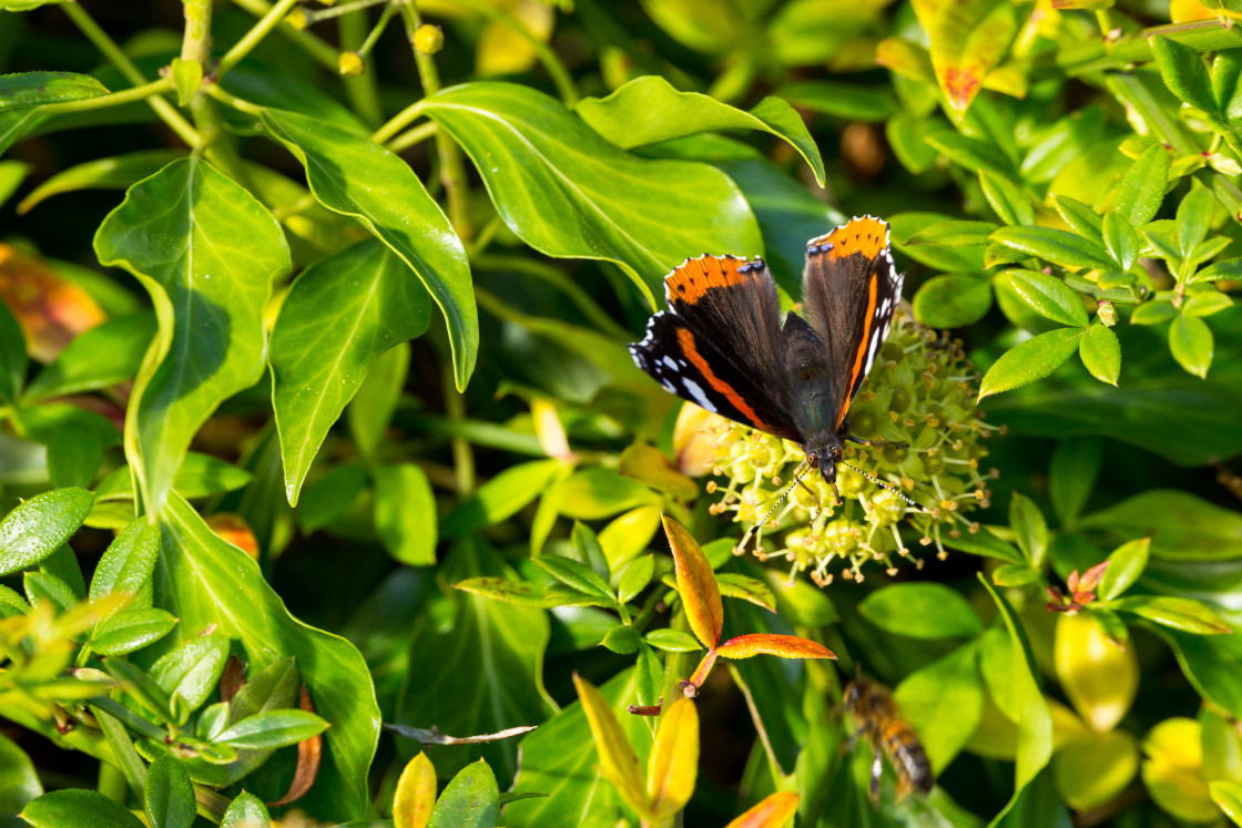 "Red Admiral on Ivy" by Gordon England - $12.70 "Red Admiral on Ivy" stock image
