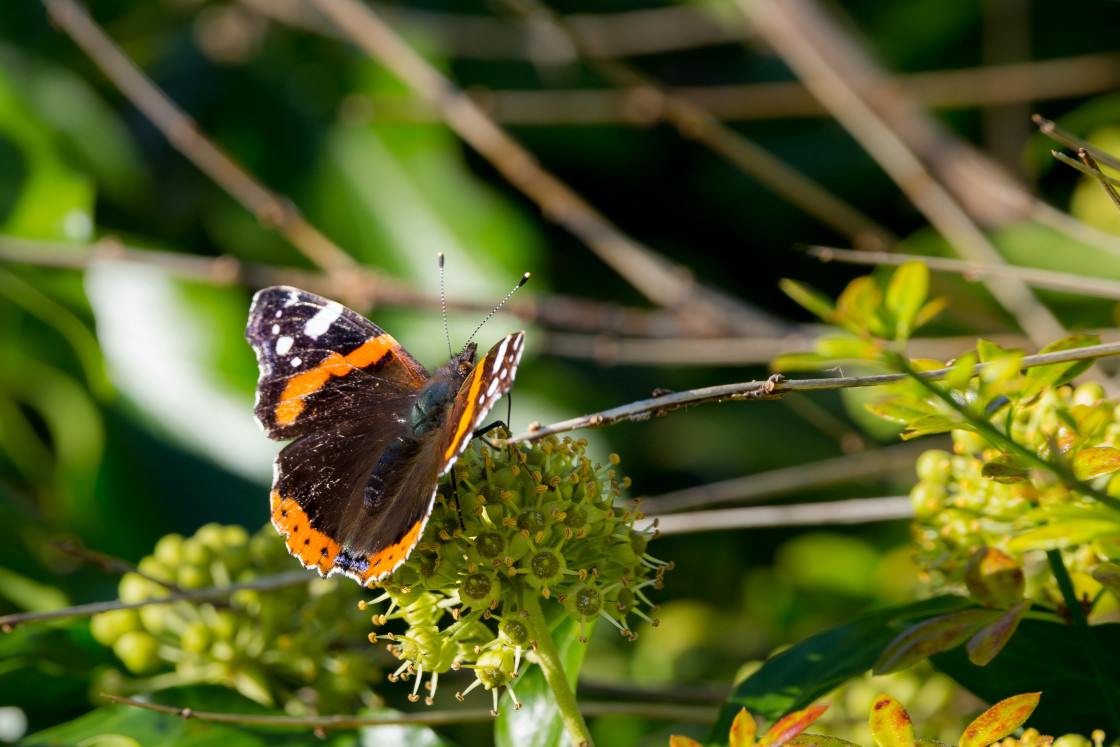 "Red Admiral on Ivy" stock image