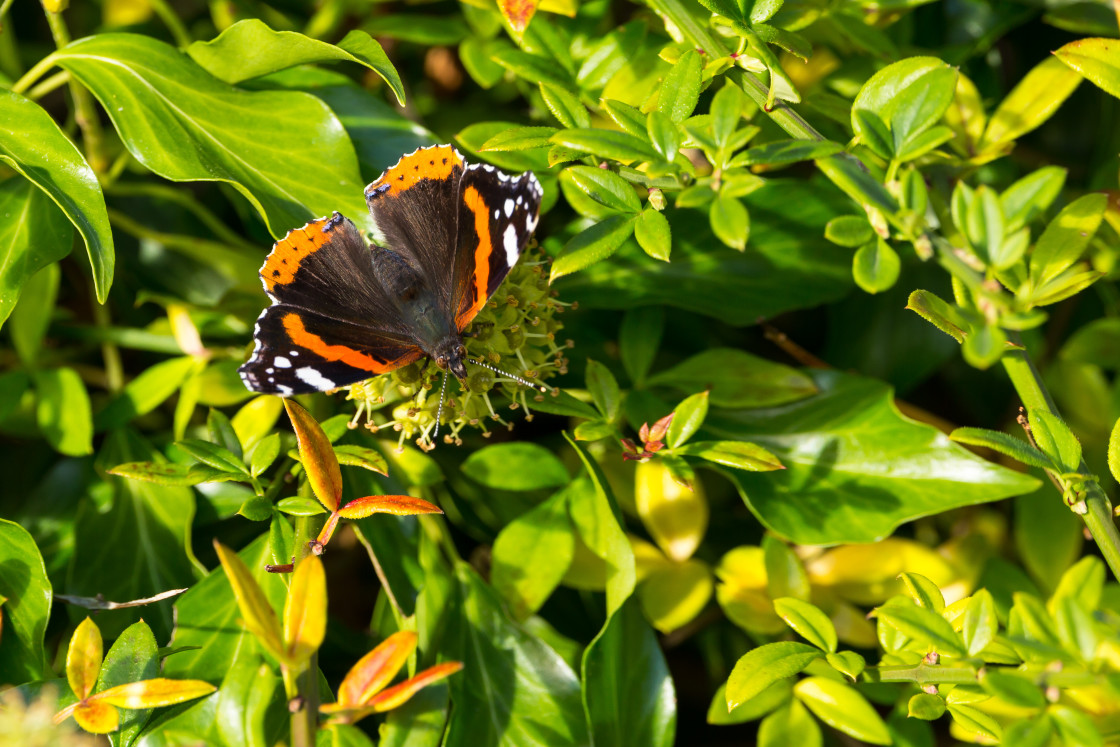 "Red Admiral on Ivy" by Gordon England - $12.63 "Red Admiral on Ivy" stock image