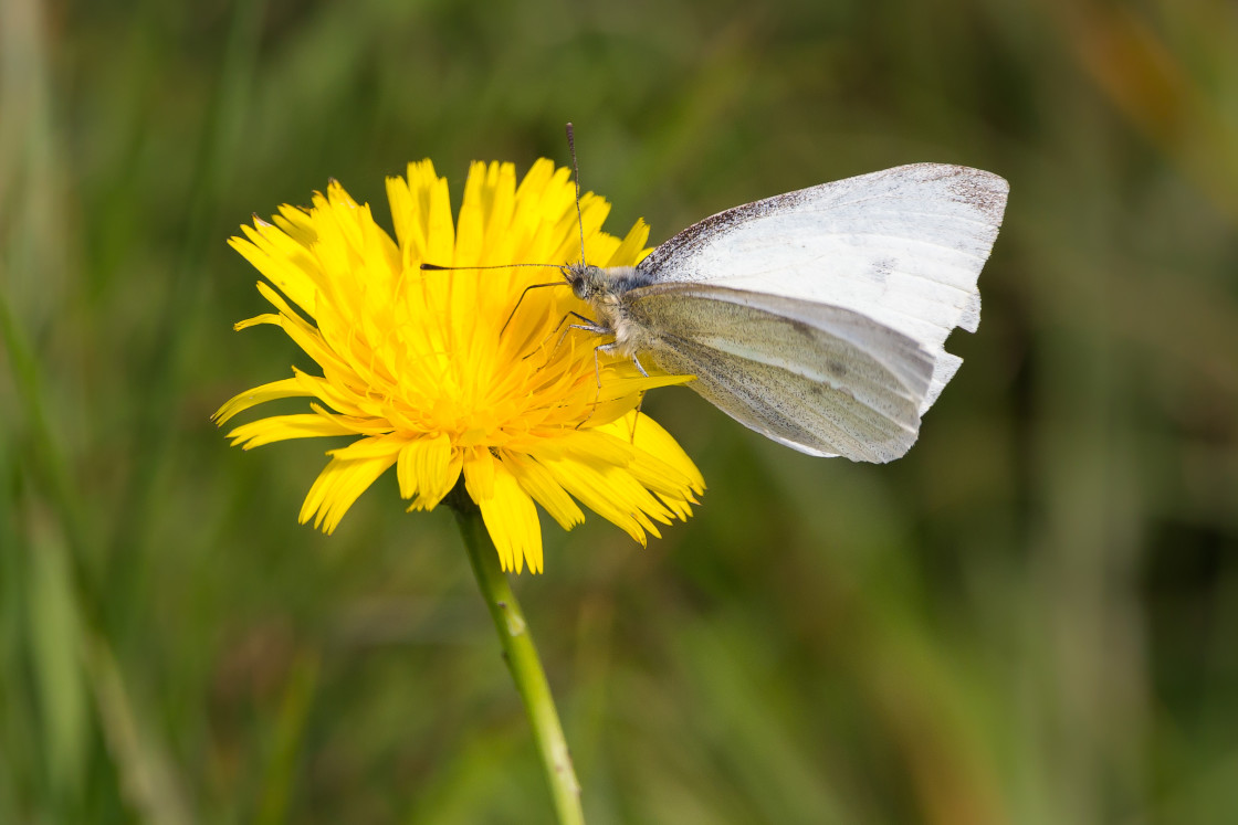 "Small White Butterfly on Hawkbit Flower" stock image