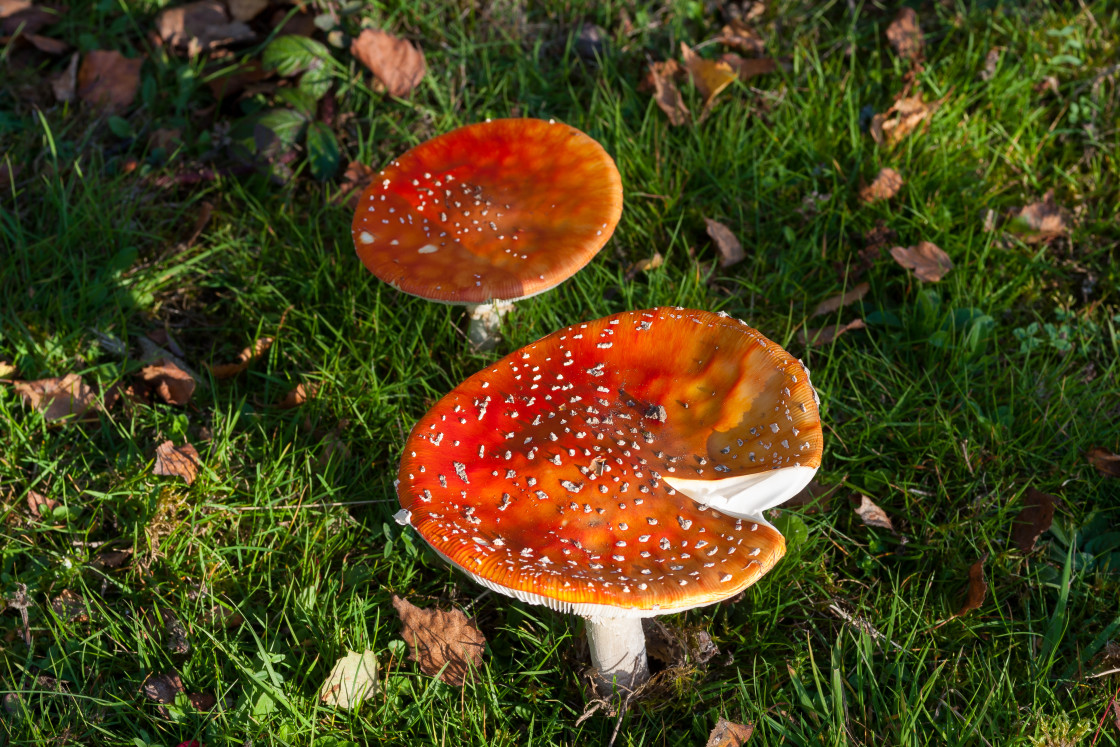 "Fly Agaric Mushrooms" stock image