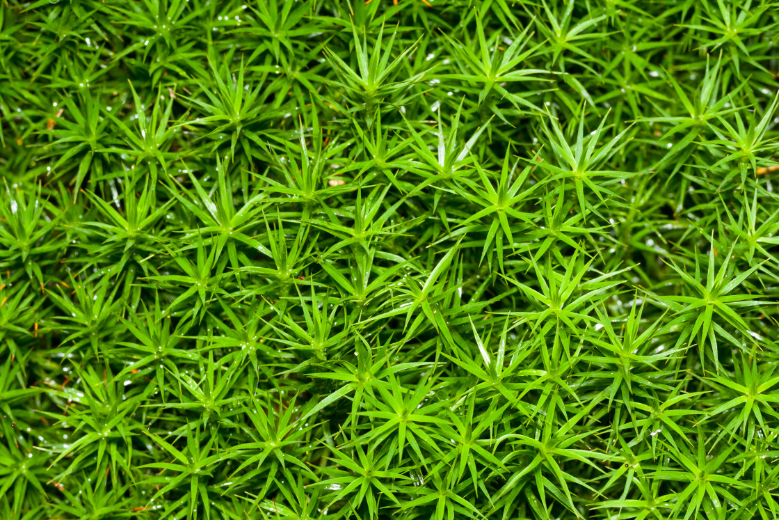 "Common Haircap Moss" stock image