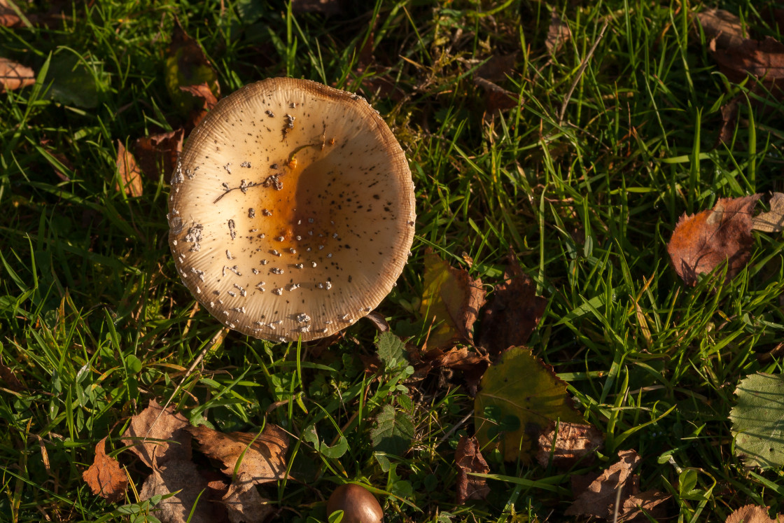 "Mushroom" stock image