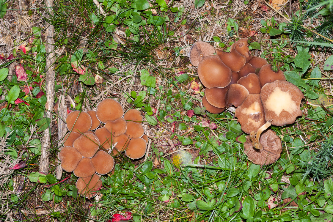 "Brittlestem Mushrooms" stock image