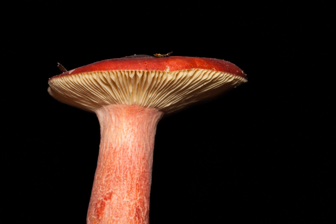 "Brittlegill Mushroom" stock image