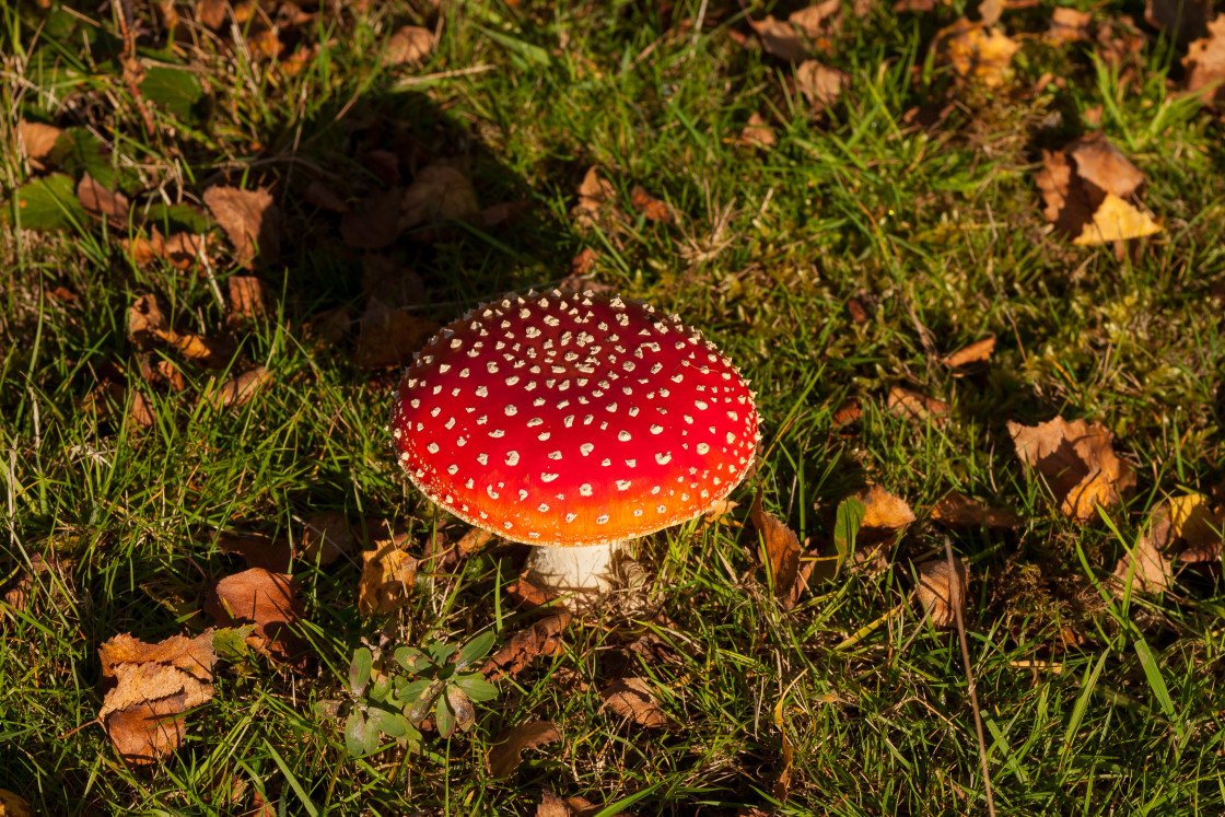 "Fly Agaric Mushrooms" stock image