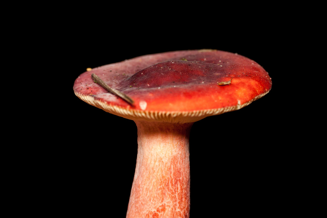 "Brittlegill Mushroom" stock image