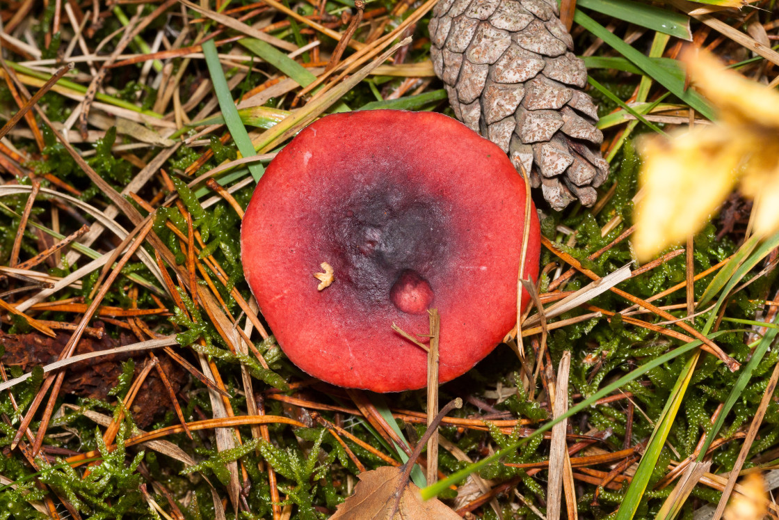 "Brittlegill Mushroom" stock image