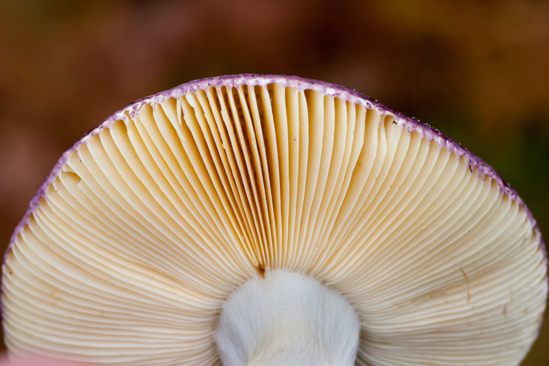 "Mushroom" stock image